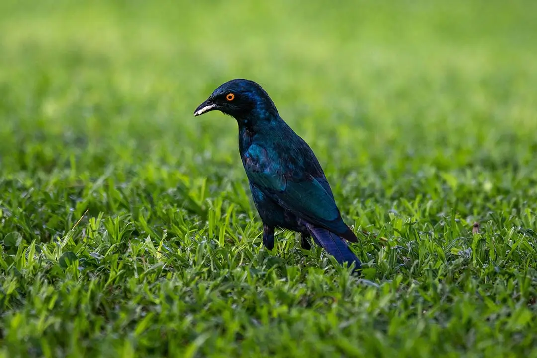 Sharp-tailed Starling